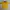 Y2K T-shirt Pria yellow photo 1