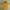 Y2K T-shirt Pria Yellow