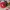 Starter Vintage Y2K Hat Pria red photo 2