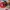 Starter Vintage Y2K Hat Pria Red