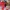 Starter Vintage Y2K Hat Pria red photo 3