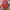 Starter Vintage Y2K Hat Pria red photo 1