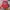 Starter Vintage Y2K Hat Pria Red