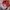 Starter Vintage Y2K Hat Pria red photo 5