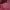 Carhartt Streetwear Sweatshirt Pria burgundy photo 2