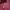 Carhartt Streetwear Sweatshirt Pria Burgundy