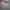 Dickies Streetwear Hoody Pria gray photo 1