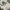 Coach Casual Handbag Wanita white photo 1