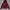 Dickies Minimalist Hoody Pria burgundy photo 1