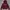 Dickies Minimalist Hoody Pria Burgundy