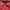 Gorpcore Pria red photo 5