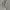 Nepenthes Streetwear Casual Formal shirt Pria white photo 2