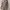 Trench coat Wanita tan photo 1