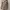Trench Coat Wanita Tan