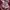 Biker Casual Hoody Wanita burgundy red photo 3