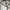 Pearly Gates Casual Hat Pria white photo 6