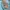 Kolon Sport Vintage Grunge Hat Pria blue photo 5