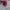 Japanese brand Biker Casual Hat Pria red photo 1