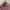 Japanese brand Luxury Minimalist Cardigan Wanita pink photo 2