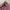 Japanese Brand Luxury Minimalist Cardigan Wanita Pink