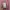 Japanese brand Luxury Minimalist Cardigan Wanita pink photo 4