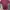 Casual Reworked Formal shirt Pria burgundy photo 1