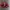 Converse Y2K Skater Hat Wanita burgundy photo 3