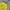 Pancoat Streetwear Sportswear Sweatshirt Pria yellow photo 2