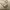 XLARGE Streetwear Minimalist Sweater Pria multicolor tan photo 3