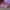 Prada Luxury Minimalist Shoulder bag Wanita pink photo 4