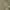 Dickies Casual Formal shirt Pria green photo 5