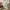 Dickies Streetwear Casual Casual pants Pria khaki tan photo 5