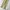 Dickies Streetwear Casual Casual pants Pria khaki tan photo 3