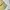 Dickies Streetwear Casual Casual pants Pria khaki tan photo 1