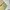 Dickies Streetwear Casual Casual Pants Pria Khaki Tan