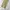 Dickies Streetwear Casual Casual pants Pria khaki tan photo 2