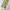 Dickies Streetwear Casual Casual Pants Pria Khaki Tan