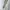 Dickies Streetwear Y2K Casual pants Pria khaki tan photo 4