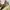 Dickies Streetwear Y2K Casual pants Pria khaki tan photo 6