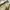 Dickies Streetwear Y2K Casual pants Pria khaki tan photo 5