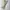 Dickies Streetwear Y2K Casual pants Pria khaki tan photo 1