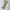Dickies Streetwear Y2K Casual Pants Pria Khaki Tan