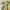 Dickies Vintage Y2K Casual pants Pria khaki tan photo 6