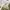 Dickies Vintage Y2K Casual pants Pria khaki tan photo 5