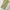 Dickies Vintage Y2K Casual pants Pria khaki tan photo 2
