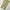 Dickies Vintage Y2K Casual Pants Pria Khaki Tan
