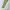 Dickies Vintage Y2K Casual pants Pria khaki tan photo 4