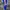 Champion Sportswear Sweatpants & Joggers Pria blue photo 2