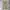 Dickies Streetwear Casual Formal pants Pria khaki photo 1