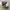 Dickies Streetwear Casual Formal pants Pria khaki photo 7
